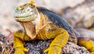 Galapagos