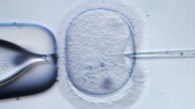 Wer unfruchtbar ist, aber ein Kind möchte, kann es mit künstlicher Befruchtung versuchen: Dabei wird eine Spermie in eine Eizelle gespritzt. © dpa