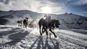  Diese Schlittenhunde fühlen sich sichtlich wohl. © Jeff Pachoud/AFP/Getty Images 