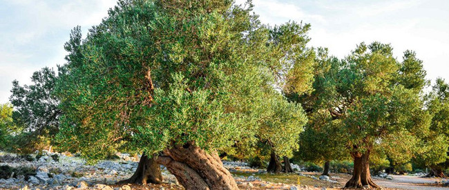 Kalabrien Olivenbäume
