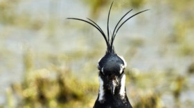  Ein Kiebitz im Naturschutzgebiet Elmley Marshes in England © Dan Kitwood/Getty Images 