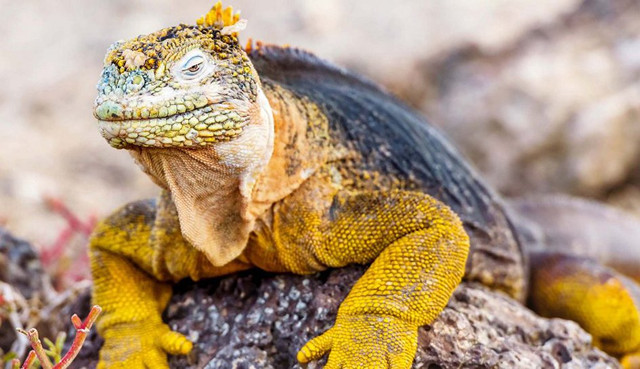 Galapagos