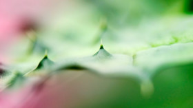 Ein Aloe-Vera-Blatt © M/Michele Constantini/dpa 