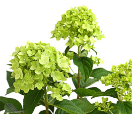 Rispen-Hortensie 'Limelight'