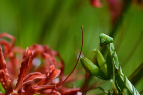 "Mantis religiosa" – so heißt die Gottesanbeterin auf Latein. Von Afrika aus hat sich die auffällige Fangschrecke inzwischen auch auf der Nordhalbkugel verbreitet. Diese hier (das Grüne rechts im Bild) sitzt in Tokio auf einer Schönlilie. © Franck Robichon/dp