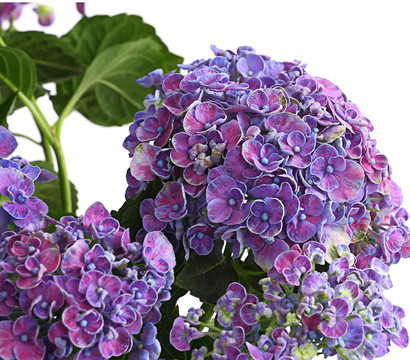 Garten-Hortensie 'Curly Wurly'