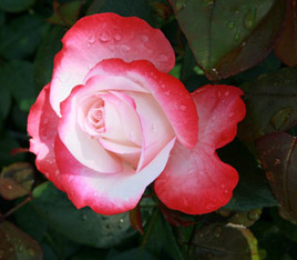 Edelrose 'Nostalgie'