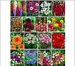 Blumenzwiebel-Sortiment
                                                          Sommerblüte,
                                                          16 Sorten,
                                                          ges. 130
                                                          Zwiebel