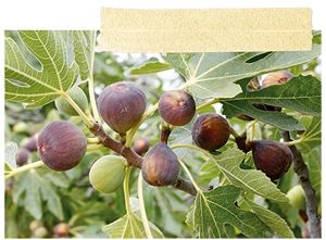 F&iacute;kovn&iacute;k BIO samospra&scaron;n&yacute; FloraSelf Bio Ficus carica 'Peretta' cca 40 cm květin&aacute;č 3 l