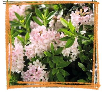 Rododendrony