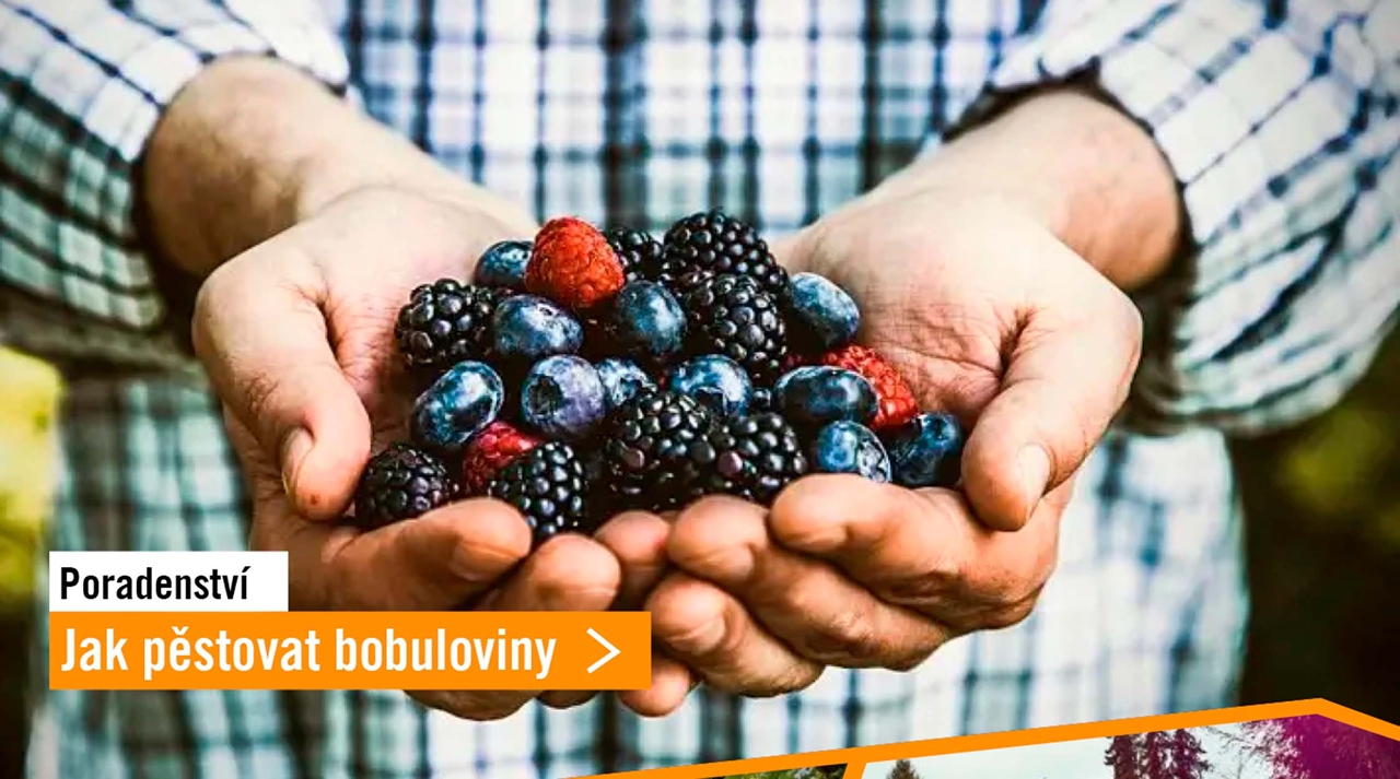 Jak pěstovat bobuloviny
