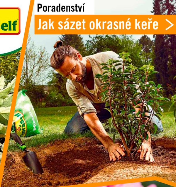 Jak s&aacute;zet okrasn&eacute; keře a živ&eacute; ploty