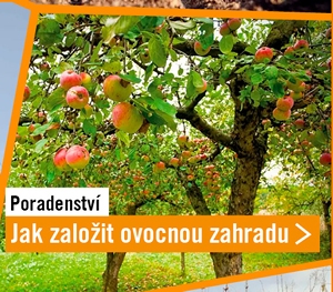 Jak založit ovocnou zahradu a co by na n&iacute; nemělo chybět