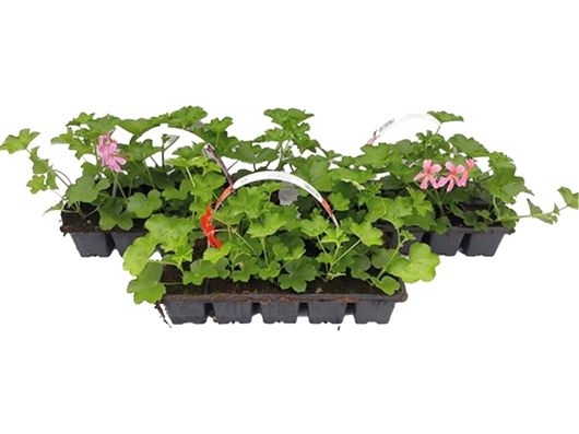 Podzimn&iacute; tr&aacute;vn&iacute;kov&eacute; hnojivo Garden Line 10 kg