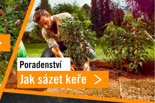 Jak s&aacute;zet okrasn&eacute; keře a živ&eacute; ploty
