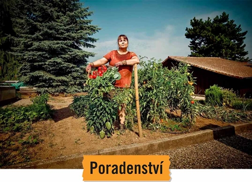 11 tipů, jak pěstovat rajčata, abyste měli bohatou &uacute;rodu