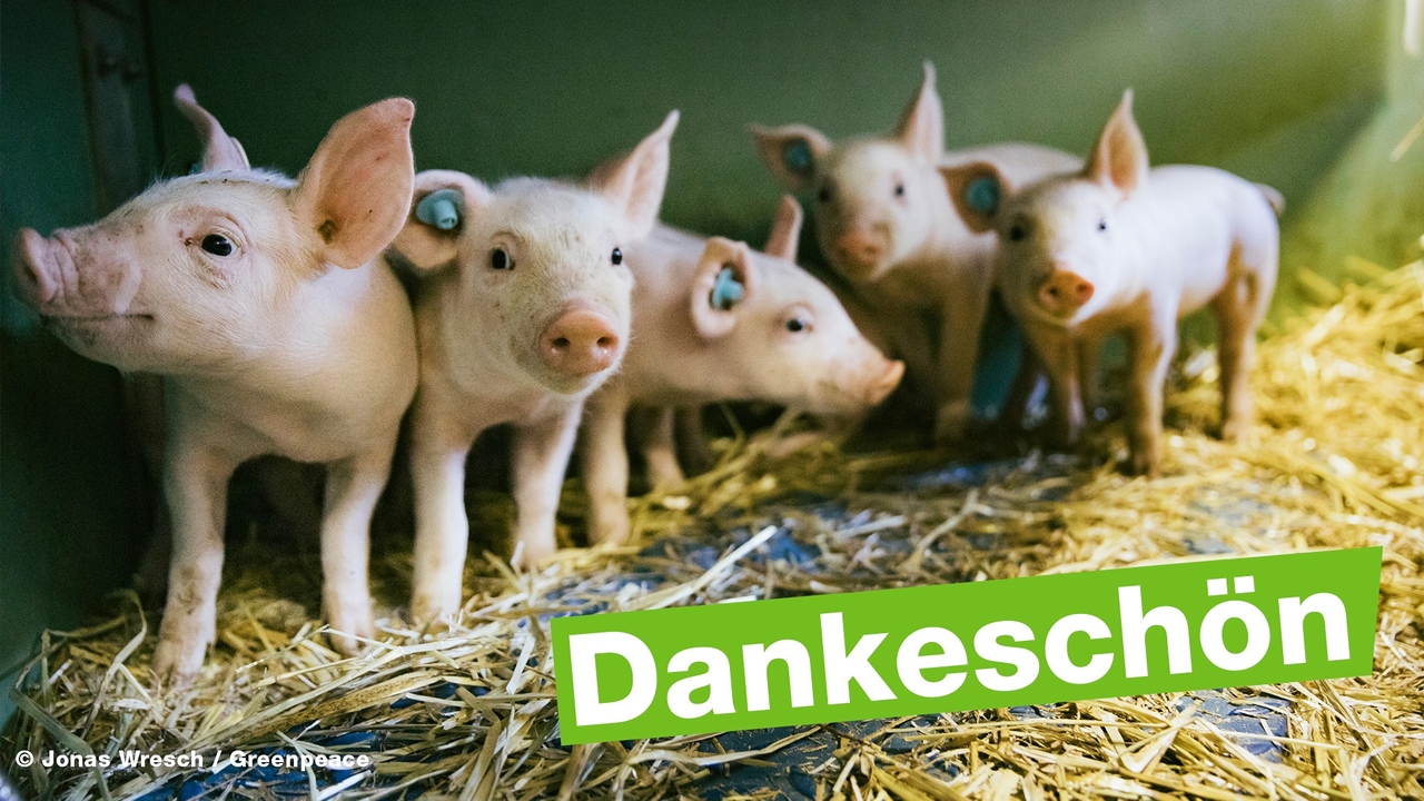 Ferkel - Dankeschön