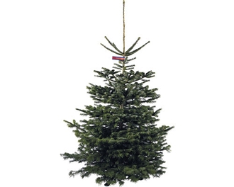 Řezan&yacute; v&aacute;nočn&iacute; strom jedle d&aacute;nsk&aacute; Nordmann Gold 170 - 220 cm