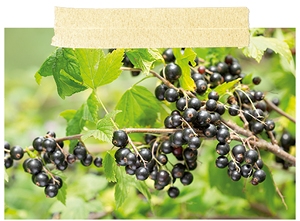 Ryb&iacute;z čern&yacute; bio FloraSelf Bio Ribes nigrum 'Titania' cca 40 cm květin&aacute;č 3 l