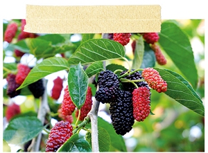 Moru&scaron;ovn&iacute;k zakrsl&yacute; BIO FloraSelf Bio Morus 'Mulle' 30-50 cm květin&aacute;č 3 l