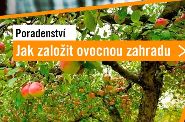 Jak založit ovocnou zahradu a co by na n&iacute; nemělo chybět
