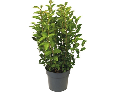 Ptač&iacute; zob zlat&yacute; FloraSelf Ligustrum ovalifolium 'Aureum' 60-70 cm květin&aacute;č 3 l