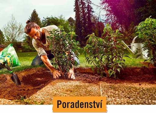 Jak s&aacute;zet okrasn&eacute; keře a živ&eacute; ploty