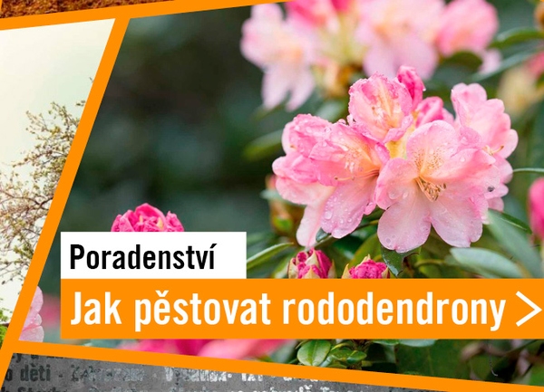Jak pěstovat rododendrony, aby v&aacute;m dělaly radost cel&yacute; rok