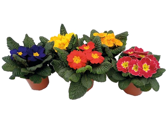 Primula pozdn&iacute; &Oslash; 9,5 cm květin&aacute;č, různ&eacute; druhy